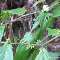 Glochidion stellatum (Retz.) Bedd. Retz.